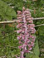 And the answer to Joe's Pub Quiz Question is that the pretty little pink flower is Butterbur [Petasites Hybridus] and is indeed responsible for the metre-wide rhubarb leaves later in the year.