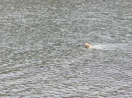 Sandy Dog joins in too