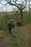 Woodland Path