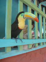 Day 1: Local Pet Toucan