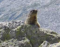Marmotte