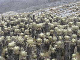 Field of Frailejones