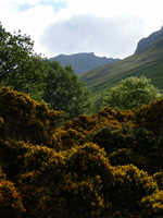 Gorse