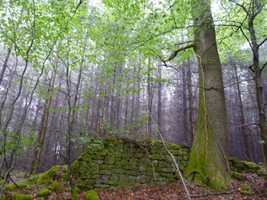 The woods