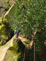 Nov 2009: Fight with the holly at the Roaches
