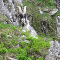 Goat at top of Great Tower (James Richardson)