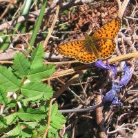 Small Pearl-bordered Fritillary (Dave Bone)