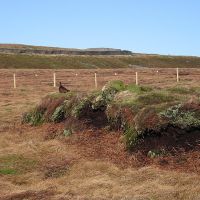 These are Grouse moors (Dave Bone)