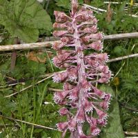 And the answer to Joe's Pub Quiz Question is that the pretty little pink flower is Butterbur [Petasites Hybridus] and is indeed responsible for the metre-wide rhubarb leaves later in the year. (Roger Dyke)