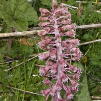 And the answer to Joe's Pub Quiz Question is that the pretty little pink flower is Butterbur [Petasites Hybridus] and is indeed responsible for the metre-wide rhubarb leaves later in the year. (Roger Dyke)