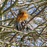 Juvenile Robin taken at Wycoller (Sue Brooke)