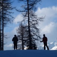 Skiers in the trees (Peter Scholefield)