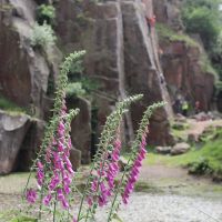 Foxgloves (Simon Robertshaw)