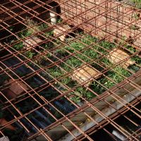 Weeds in filter bed - Ty Powdwr (Dave Wylie)