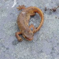 Sir Isaac Newt - Ty Powdwr (Dave Wylie)