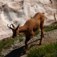 Chamois (Oi Ding Koy)