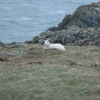 Contented cliff dweller near Rhoscolyn (Dave Shotton)