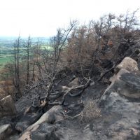 Burnt trees on the Roaches skyline (Dave Shotton)