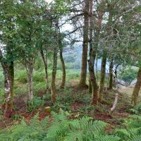 Tree pruning complete on the knoll (Andy Stratford)