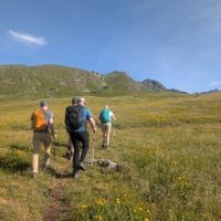 Alpine meadow