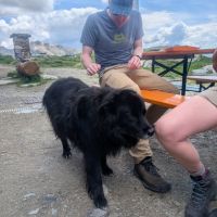 Mountain doggo