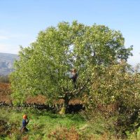 Mark and Jo Pruning (Chris Williams)